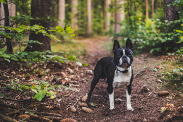 boston terrier in forest