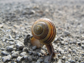 Schnecke am Limit :-)