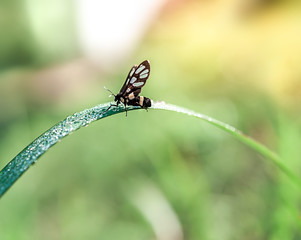 Small butterfly on green leaf in the garden and nature background,Thailand,selective focus