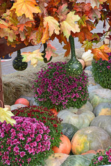 Fototapeta premium Scenery of pumpkins, flowers and plants at the gastronomic festival 
