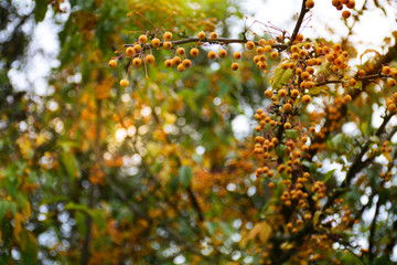 Blured autumn foliage and orange berries background