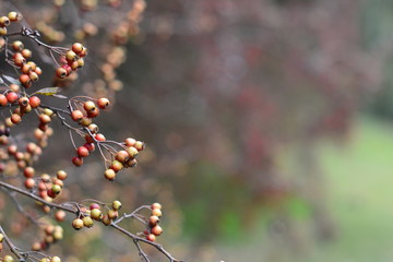 Red berries on dark multicolor blured autumn foliage background