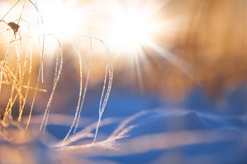 Frost and snow on grass. Selective focus and shallow depth of field.