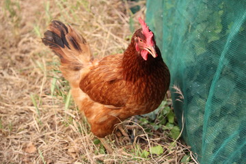 poulet