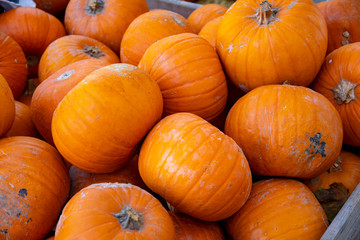 orange pumpkins on a pile
