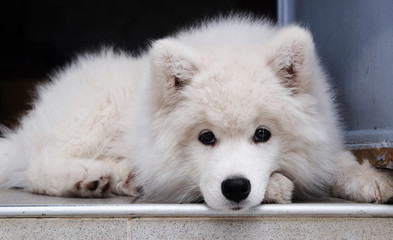 Naklejka premium Samoyed puppy