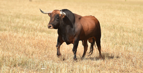 toro español en el campo