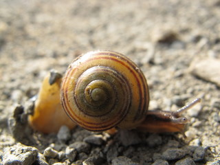 Go Schnecke Go