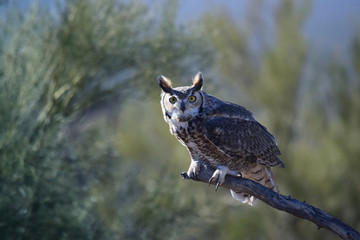Life's a Hoot