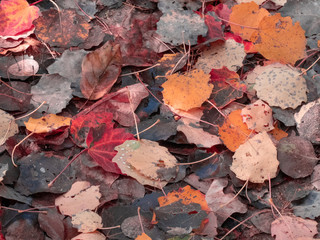 autumn fall leafs close up laying on ground
