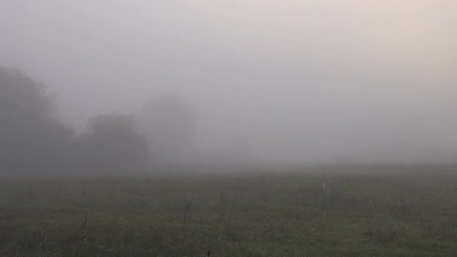 meadow and grass at dawn in the fog.