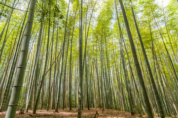 Chikurin-no-Michi (Bamboo Grove) in Arashiyama in Kyoto, Japan.