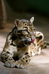 Obraz premium Portret - Cloud Leopard. Dzikie zwierzę w zoo. Kot duży łaciaty. Ścieśniać.