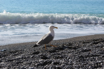 Gabbiano tra le onde