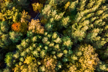 Aerial view. Directly above the deciduous forest in autumn. Top view of the grove with Oak and birch trees. Red, yellow and green lush foliage on the trees.