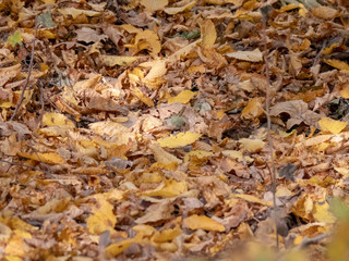 autumn fall leafs close up laying on ground
