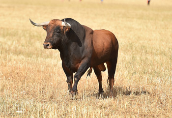 toro en españa