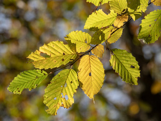 autumn fall backlighted leafs close up on dark background
