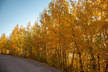 Naklejka premium Fall Aspens