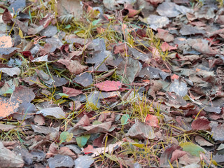 autumn fall leafs close up laying on ground