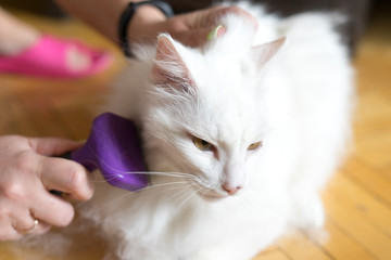 Woman using a comb brush the Albino cat. Cat chewing a brush