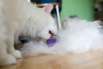 Woman using a comb brush the Albino cat. Cat chewing a brush