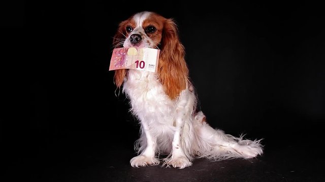 Dog cost euro money currency bill pet animal costs