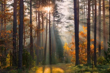 Deurstickers herfst bos © alexugalek