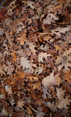 Der Herbst in Deutschland ist da