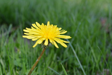flor amarela