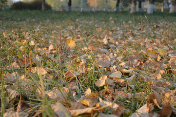 Autumn leaf fall on a beautiful Sunny day in Pak.