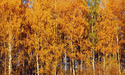 Autumn background. Birch with yellow foliage. Golden fall.