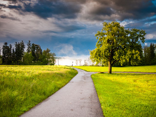 Frühlingsbaum im Sturm