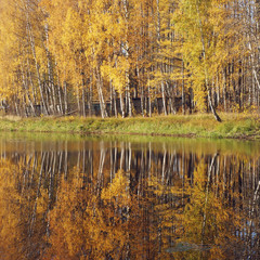 Mellow autumn. Birch with yellow leaves reflected in the river.