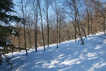 Snowy deciduous forest.