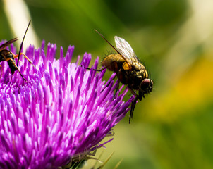 Fliege auf Blüte