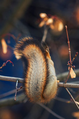 portrait of animal red squirrel rear view of chic fluffy tail illuminated by bright autumn sun