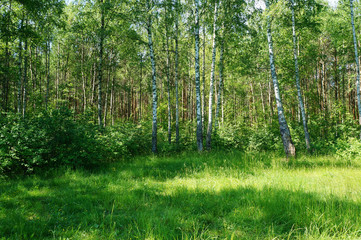 Birch grove. Forest glade in summer. Natural background.