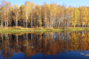 Fototapeta na wymiar Mellow autumn. Birch with yellow leaves reflected in the river.