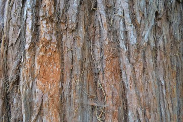 Closeup photograph of the bark of a giant redwood tree.