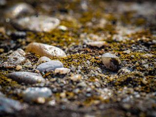 Moss between the stones on sunny day.