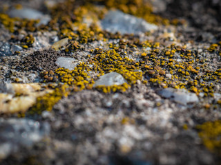 Moss between the stones on sunny day.