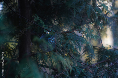 New Years Foliage >> New Year S Eve Ball In The Foliage Of Thuja Stock Photo And Royalty New Years Foliage >> New Year S Eve Ball In The Foliage Of Thuja Stock Photo And Royalty