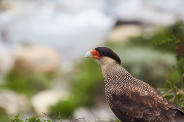 Caracara - Chilean Patagonia