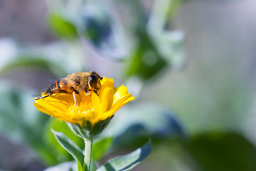 Hoverfly,flower fly or syrphid fly.