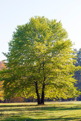 Trees in the autumn park.