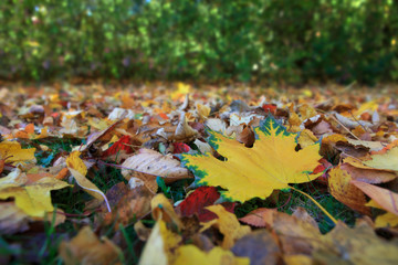 Yellow autumn maple leaf isolated on a color background.