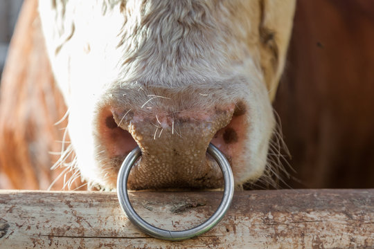 Cow Nose Ring