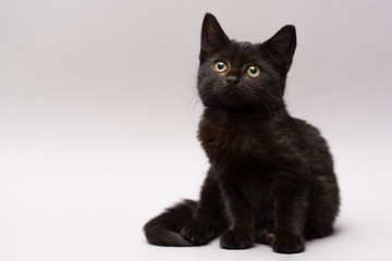 Black little kitten on a white background