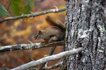 Acadia National Park, ME, USA. 